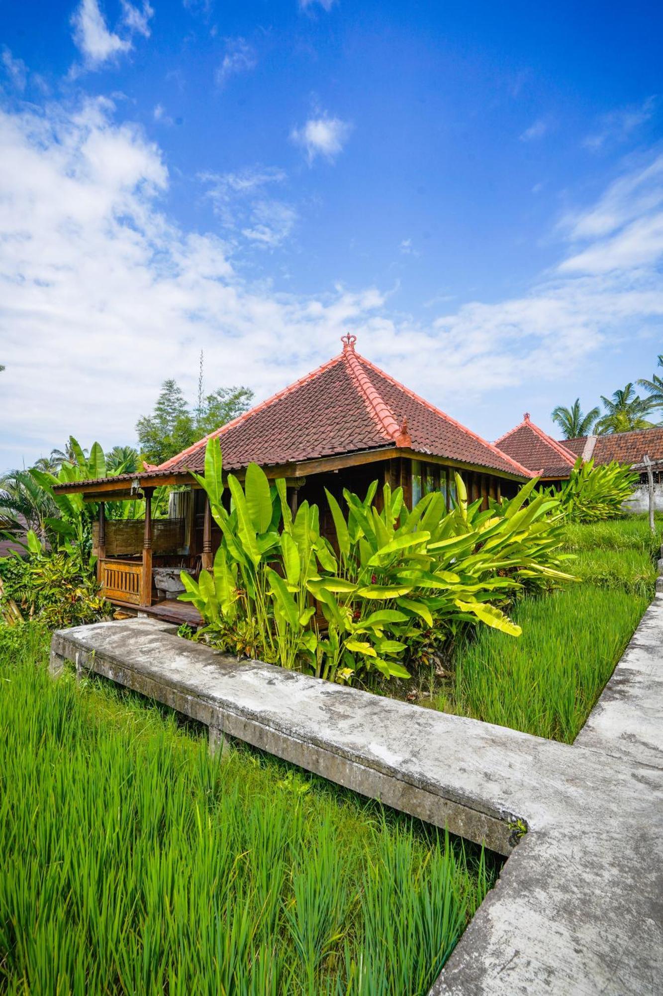 Ubud Sawah Scenery And *