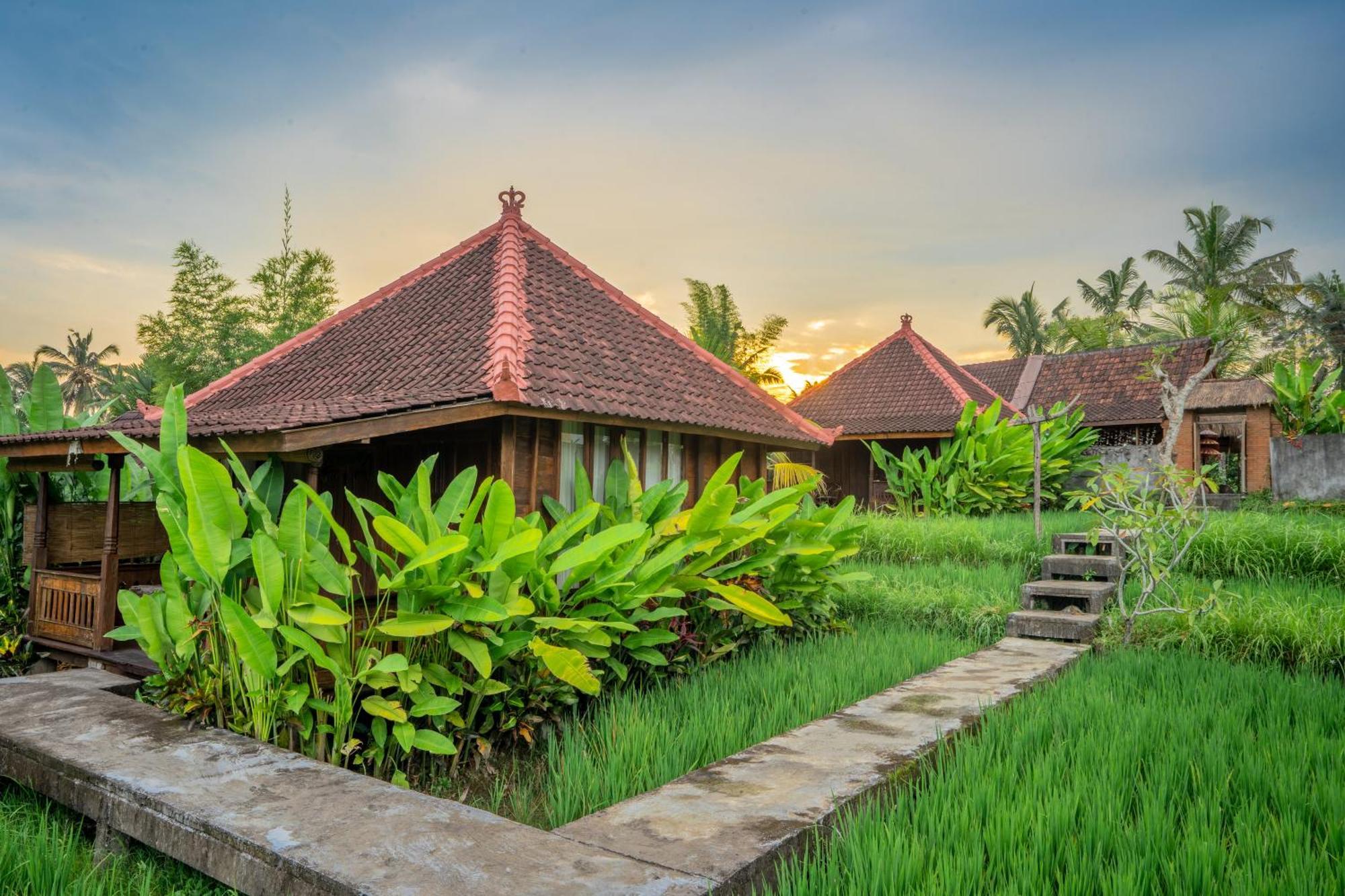 Ubud Sawah Scenery And *