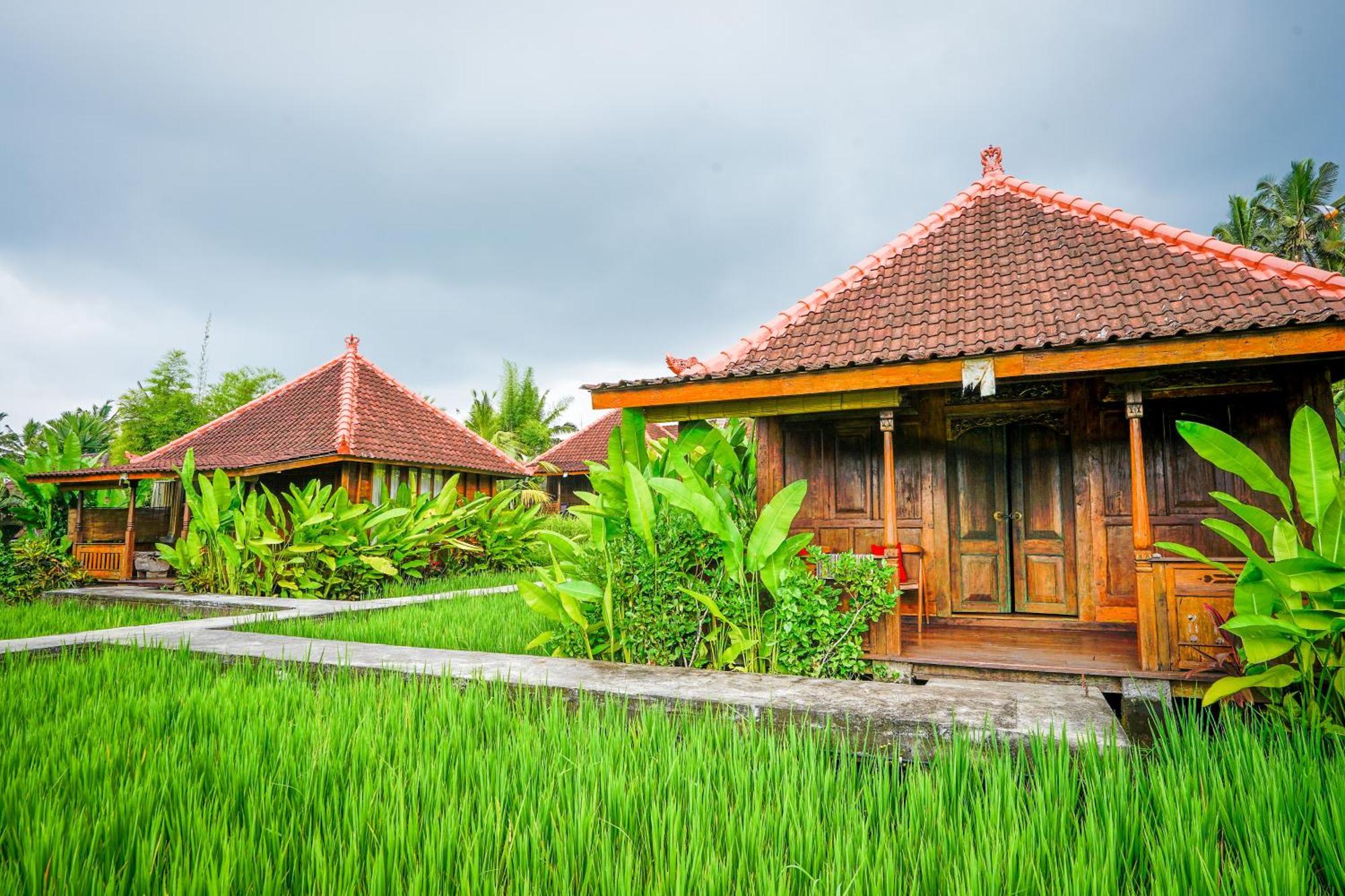 Ubud Sawah Scenery And