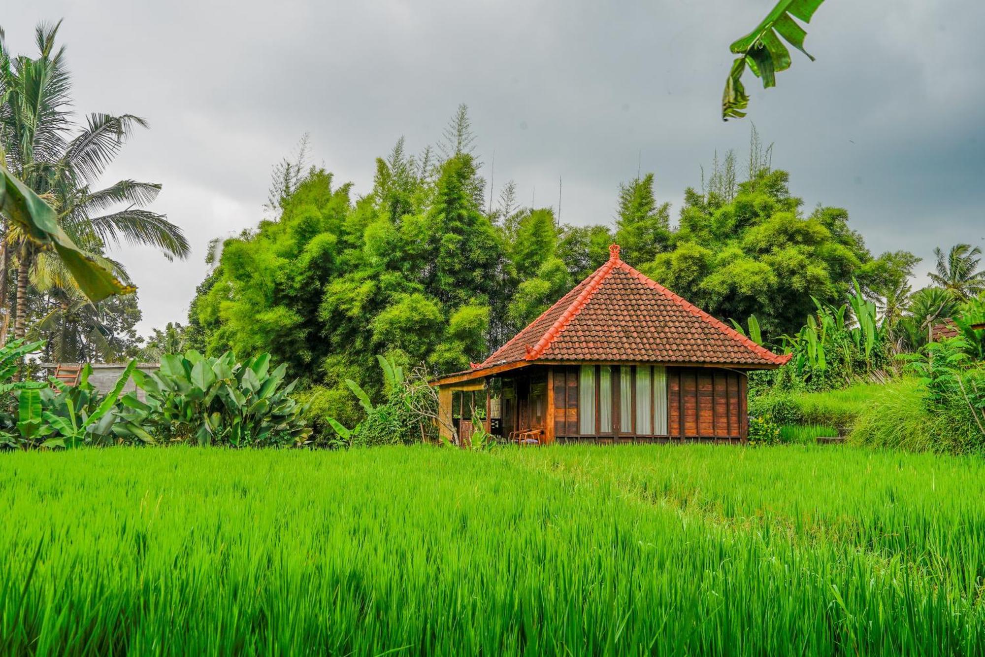 Ubud Sawah Scenery And