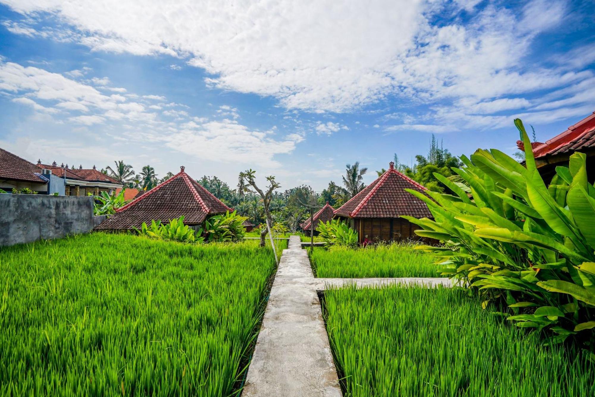 Ubud Sawah Scenery And